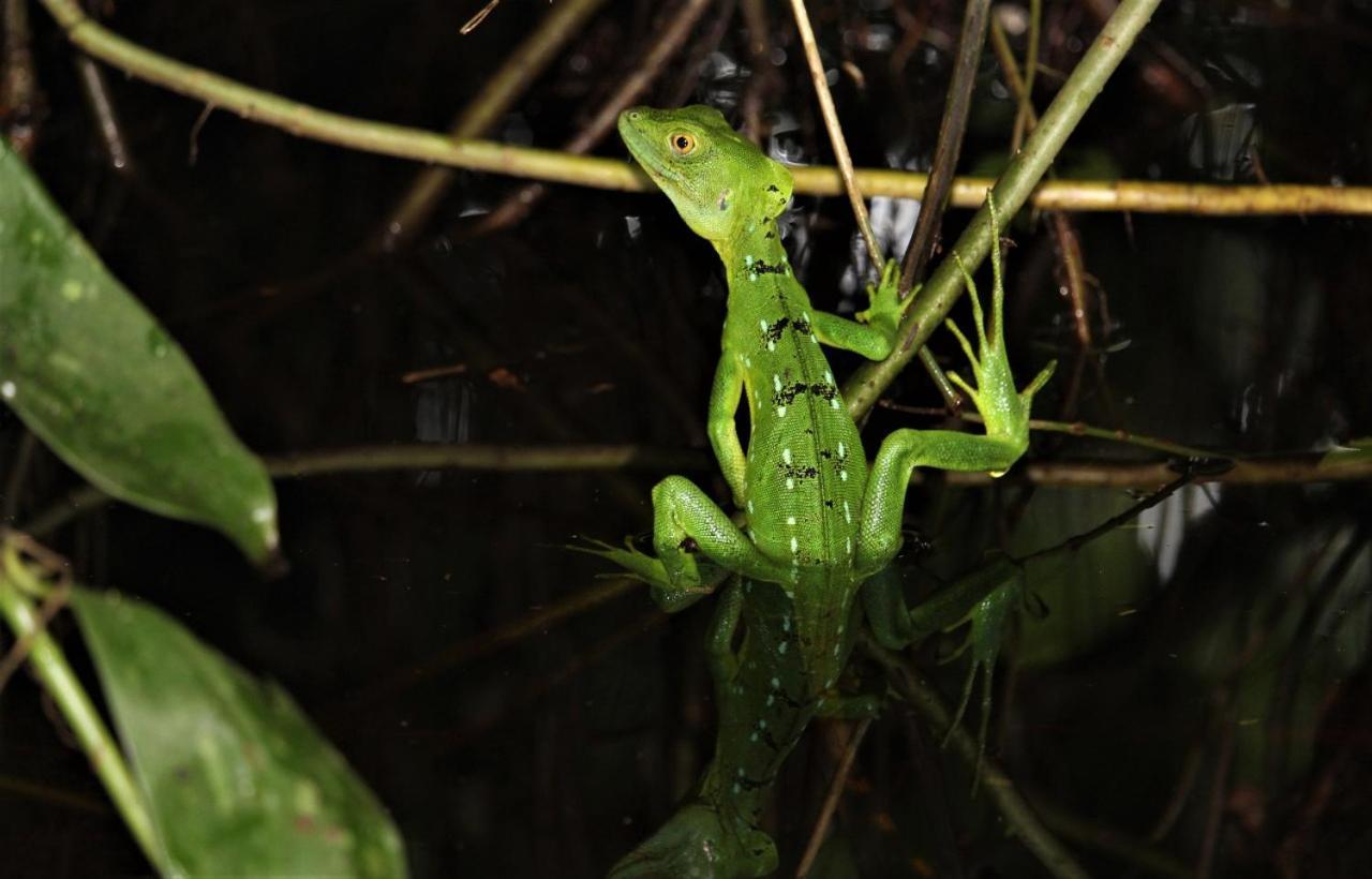 Casa Chilamates 2.0 Tortuguero Zewnętrze zdjęcie